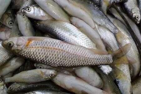 صادرات ۲۰ تن‌ ماهی قزل‌آلا از لرستان به خارج از کشور