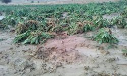 خسارت ۵۸۸ میلیارد تومان بارندگی اخیر به کشاورزی لرستان