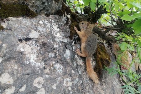 رها سازی سنجاب های ایرانی در طبیعت لرستان