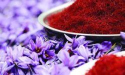 برداشت ۳ هزار کیلو طلای سرخ از مزارع لرستان