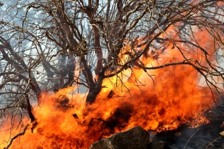 کلیپ|پیشگیری از آتش سوزی در جنگل ها و مراتع