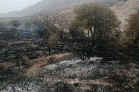 شناسایی ۴ نفر از عوامل آتش سوزی در جنگل‌های لرستان