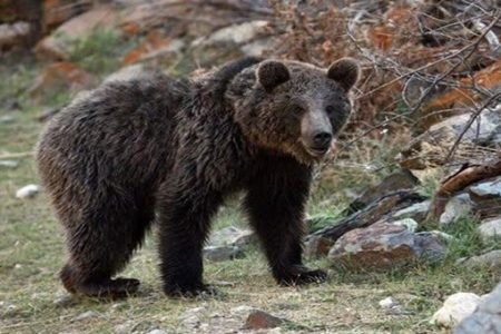 ویدیو| رصد هشتمین قلاده خرس قهوه‌ای در لرستان