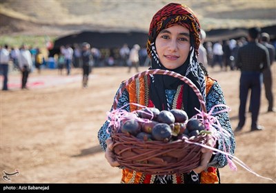 جشنواره انجیر در پلدختر برگزار می‌شود