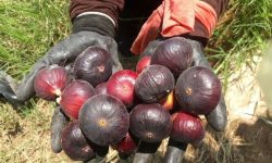 لزوم توسعه انجیرستان های معمولان