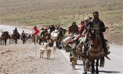 آغاز کوچ پاییزه عشایر لرستان