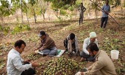 آغاز برداشت گردو در شهرستان سلسله