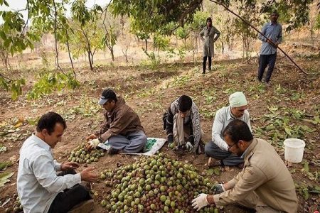 آغاز برداشت گردو در شهرستان سلسله