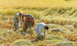 اجرای طرح «جهش تولید» در ۴۳۵ هزار هکتار از دیم‌زار‌های لرستان