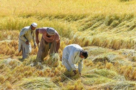 اجرای طرح «جهش تولید» در ۴۳۵ هزار هکتار از دیم‌زار‌های لرستان