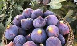 بزرگترین قطب انجیر سیاه کشور نیازمند حمایت جهاد کشاورزی است