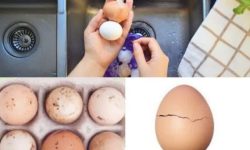 نکات بهداشتی نگهداری و مصرف تخم مرغ (قسمت اول)