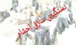 دستگیری سارق احشام در خرم آباد