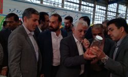 ظرفیت تولید ۵۰ درصد بچه‌ماهی موردنیاز کشور در لرستان