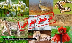 ۳۰ گونه جانوری لرستان در معرض خطر انقراض