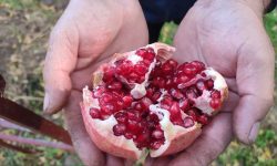 جشنواره انار کوهدشت با حضور سرمایه‌گذاران برگزار می‌شود