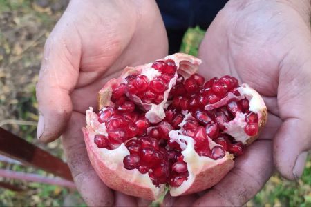 جشنواره انار کوهدشت با حضور سرمایه‌گذاران برگزار می‌شود