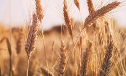 برداشت گندم در لرستان به ۵۴۰ هزار تن رسید