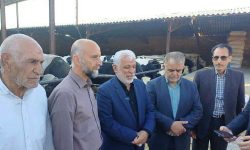 لرستان ظرفیت تولید ۵۰ هزار تن گوشت قرمز در سال را دارد
