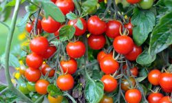 برداشت ۸۰ تن گوجه گیلاسی برای اولین بار در سلسله