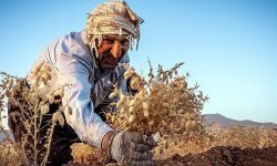 «دلفان» پایلوت تولید نخود کشور شد