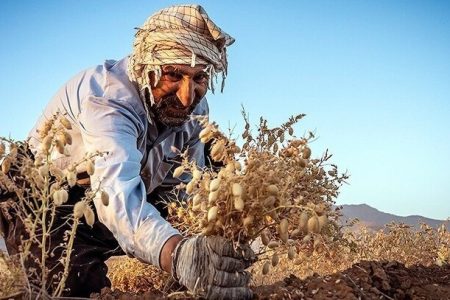 «دلفان» پایلوت تولید نخود کشور شد