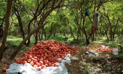 تنگ سیاب کوهدشت،میزبان گردشگران پاییزی