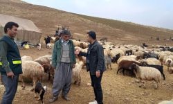 سرشماری ۷۰۰ خانوار عشایر بروجرد