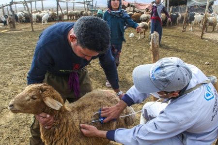 آغاز واکسیناسیون رایگان دام‌های عشایر لرستان