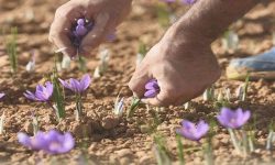 طلای سرخ لرستان؛مرغوب ولی ناشناخته