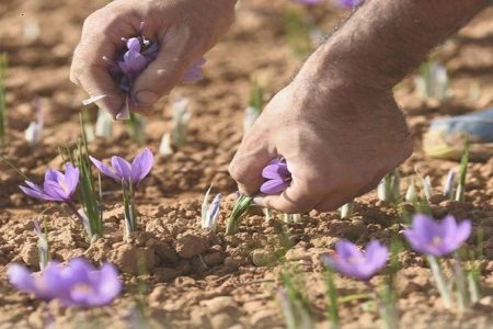 طلای سرخ لرستان؛مرغوب ولی ناشناخته