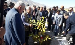 کاشت نهال‌های همدلی و اتحاد کشورها در پارک ملل