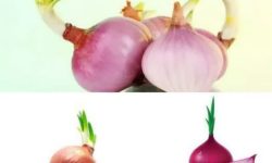 پیاز جوانه زده