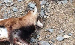 کشف لاشه یک رأس قوچ وحشی در پناهگاه حیات‌وحش «سفیدکوه» ازنا