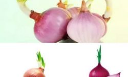 پیاز جوانه زده مضر یا مفید؟