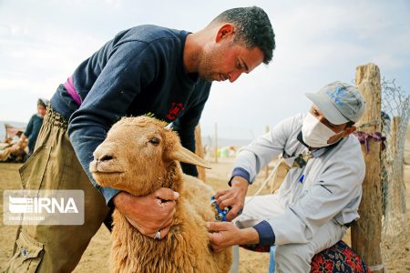 آغاز واکسیناسیون رایگان دام عشایری لرستان