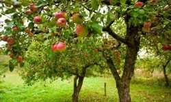 تولید بیش از ۳۷۰ هزار تن میوه در سطح باغات لرستان
