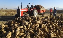 مطالبات چغندرکاران لرستانی پرداخت می‌شود