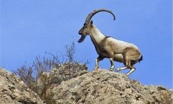 مشاهده گونه کل و بز پس از ۵۰ سال در سفیدکوه ازنا
