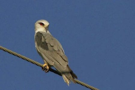 مشاهده پرنده کمیاب «کور کور بال‌سیاه» در بروجرد