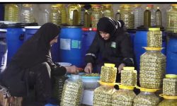 کارآفرینی زوج کوهدشتی با فرآوری زیتون در خانه