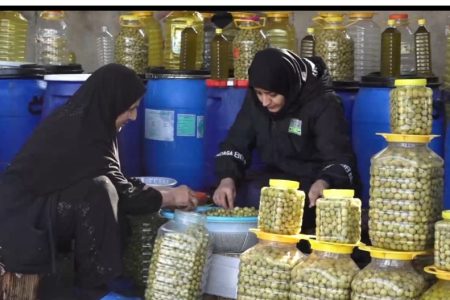 کارآفرینی زوج کوهدشتی با فرآوری زیتون در خانه