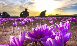 ظرفیت بی نظیر شهرستان دلفان برای کاشت زعفران