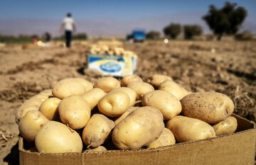 عرضه قطره‌چکانی سیب‌زمینی در سایه ضعف نظارت
