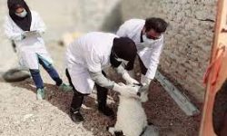 اردوی جهادی دامپزشکی در لرستان برگزار می‌شود