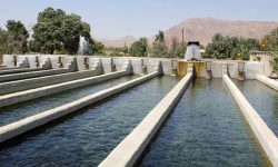 آغاز ساخت مزرعه بزرگ پرورش ماهیان خاویاری در چگنی