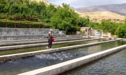 بهره‌برداری از سایت نمونه کشوری پرورش ماهیان سردآبی در لرستان