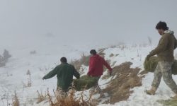 توزیع علوفه خشک در پناهگاه حیات وحش «سفید کوه» ازنا