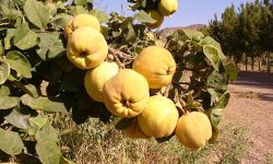۴۳ هزار هکتار باغ بارور در لرستان