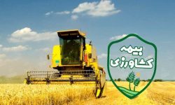 اجرای بیمه اجباری گندم و دانه‌های روغنی در سال زراعی جاری